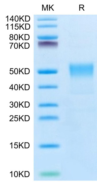Biotinylated Recombinant Human TROP-2/TACSTD2 Protein (RPCB0474)