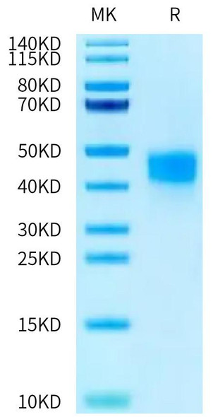 Recombinant Human Fc-gamma RIII beta/FCGR3B/CD16b (S36R, N82D, I106V) Protein (RPCB0488)