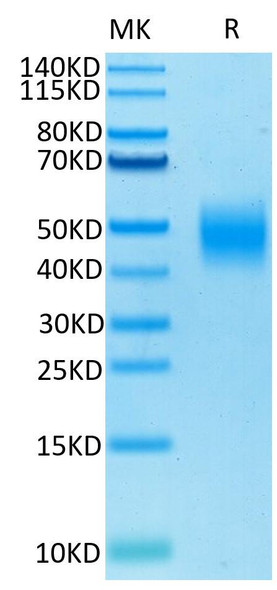 Biotinylated Recombinant Human SLAMF7/CRACC/CD319 Protein (RPCB0493)
