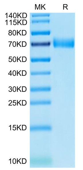 Recombinant Human SLAMF7/CRACC/CD319 Protein (RPCB0502)