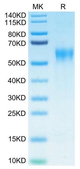 Biotinylated Recombinant Human IL-15RA/CD215 Protein (RPCB0505)