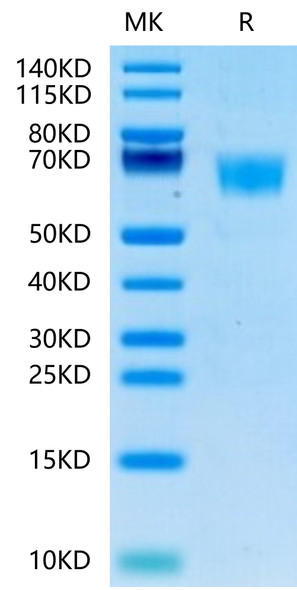 Recombinant Human FGFR-3 alpha (IIIc)/CD333 Protein (RPCB0524)