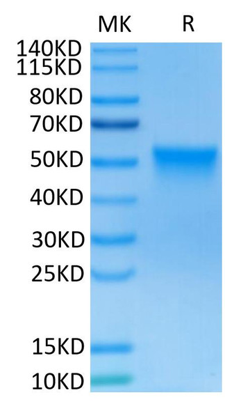 Recombinant Human FGFR-3 beta (IIIc)/CD333 Protein (RPCB0550)