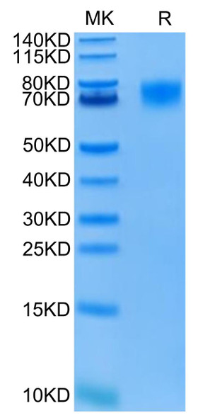 FITC-Labeled Recombinant Human ERBB1/HER1/EGFR (25-378) Protein (RPCB0578)