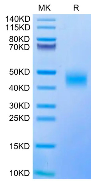 Biotinylated Recombinant Human CD47 Protein (RPCB0580)