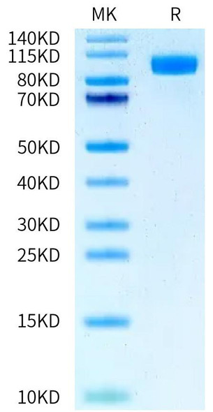 FITC-Labeled Recombinant Human ERBB1/HER1/EGFR Protein (RPCB0583)