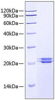 Recombinant Human FAM3C Protein (RPCB0585)
