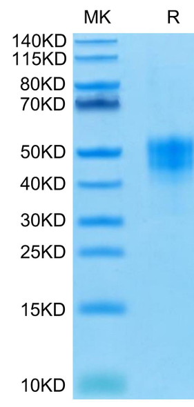 Recombinant Human TROP-2/TACSTD2 Protein (RPCB0586)