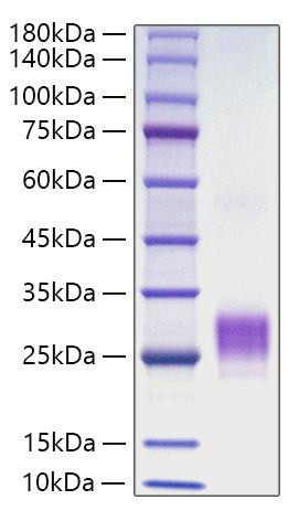 Recombinant Human TNFSF4/OX40 ligand/CD252 Protein (RPCB0605)