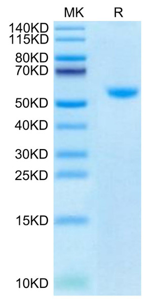 Biotinylated Recombinant Human TNFSF5/CD40 Ligand/CD154 Trimer Protein (Primary Amine Labeling) (RPCB0645)