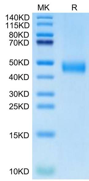 Biotinylated Recombinant Human CD38 Protein (RPCB0663)