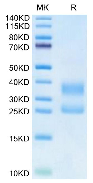 Biotinylated Recombinant Human CD3E&CD3D Protein (Primary Amine Labeling) (RPCB0669)