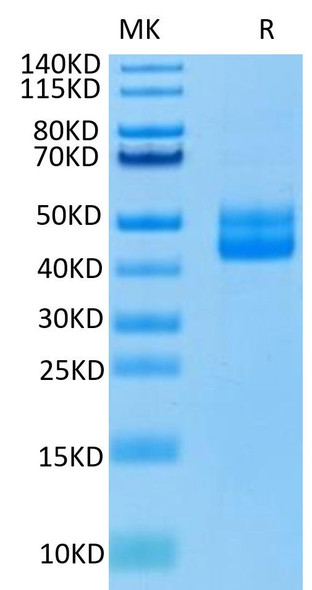 Recombinant Human CD3 epsilon Protein (RPCB0719)