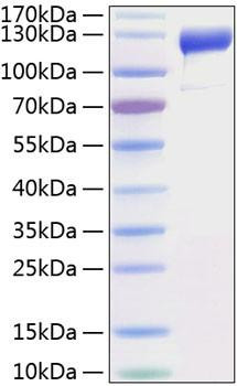 Recombinant Human VEGFR-1/FLT-1 Protein (RPCB0799)