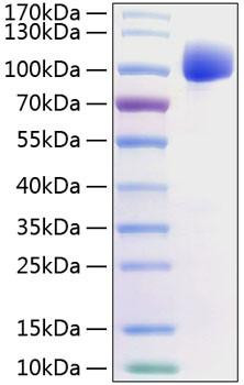 Recombinant Human FGFR-2 alpha (IIIc)/KGFR/CD332 Protein (RPCB0812)