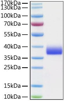 Recombinant Cynomolgus Siglec-15/CD33L3 Protein (RPCB0860)