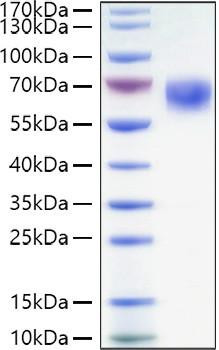 Recombinant Human TNFRSF7/CD27 Protein (RPCB0898)