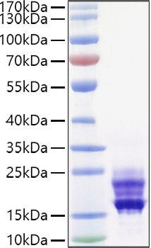 Recombinant Mouse IL-17A/CTLA-8 Protein (RPCB0932)