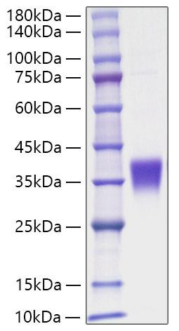 Recombinant Human Erythropoietin/EPO Protein (RPCB1003)