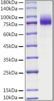 Recombinant Mouse CSF1R/M-CSF R/CD115 Protein (RPCB1012)