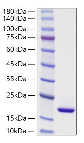 Recombinant Mouse PPIase A/PPIA Protein (RPCB1016)
