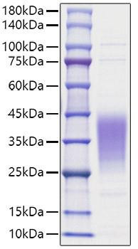 Recombinant Human Leukemia inhibitory factor/LIF Protein (RPCB1058)