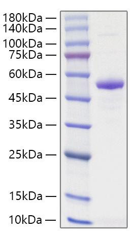 Recombinant Human TNFSF13/APRIL/CD256 Protein (RPCB1083)