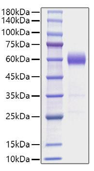 Recombinant Mouse IL-22 Protein (RPCB1136)