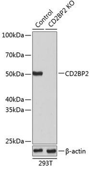 Anti-CD2BP2 Antibody (CAB19891)[KO Validated]