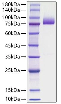 Recombinant human Prothrombin/F2 Protein (RPCB1193)