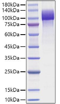 Recombinant HumanAmyloid-beta precursor protein/APP (1-687) Protein (RPCB1208)
