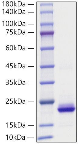 Recombinant Human CXCL2/MIP-2 Protein (RPCB1232)