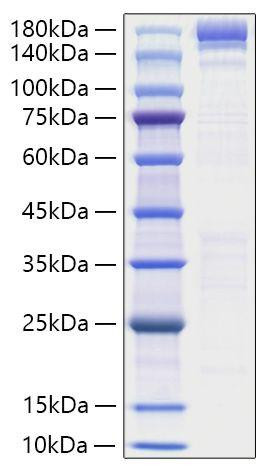 Recombinant Human ACE/CD143 Protein (RPCB1233)