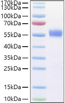 Recombinant Human B29/CD79B Protein (RPCB1237)