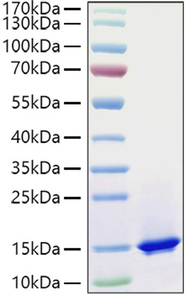 Recombinant Mouse Complement C3 Protein (RPCB1247)