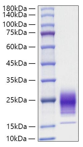 Recombinant Rat IL-5 Protein (RPCB1287)