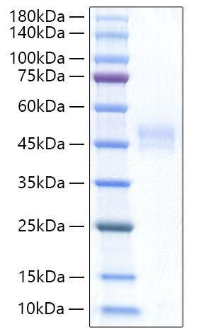 Recombinant Rat Follistatin/FST Protein (RPCB1315)