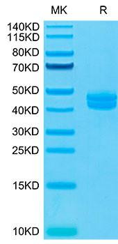 Recombinant Cynomolgus CD3E&CD3G Protein (RPCB1327)