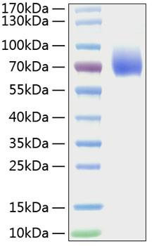 Recombinant Mouse B7-2/CD86 Protein (RPCB1337)