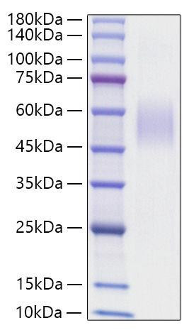 Recombinant Mouse MSR1/CD204 Protein (RPCB1374)