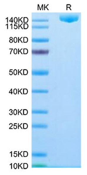 Recombinant SARS-CoV-2 Spike S1+S2 ECD(S-ECD)(B.1.1.529/Omicron) Trimer Protein (RPCB1384)