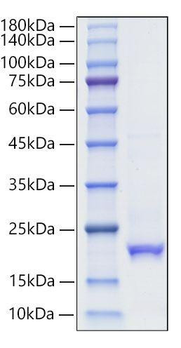 Recombinant Human IFN-alpha 10 Protein (RPCB1414)
