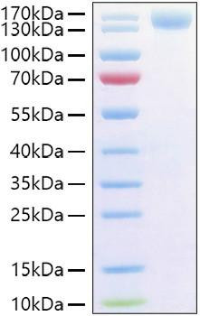 Recombinant Human P-Selectin/SELP/CD62P Protein (RPCB1415)
