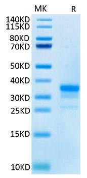 Recombinant Cynomolgus TNFRSF5/CD40 Protein (RPCB1417)