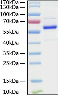 Recombinant Human TET2 Protein (RPCB1536)