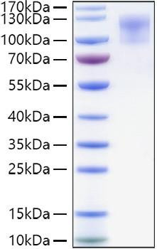 Recombinant Human CD34 Protein (RPCB1537)