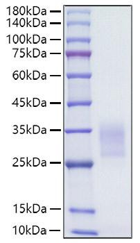 Recombinant Human CD7 Protein (RPCB1562)