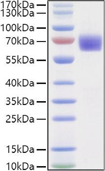 Recombinant Human LILRA6/ILT-8/CD85b Protein (RPCB1567)