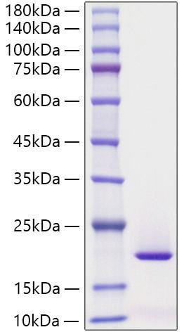 Recombinant Human MYDGF Protein (RPCB1573)