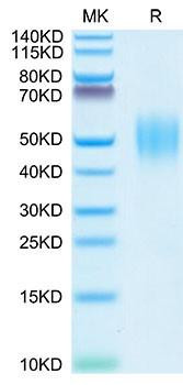 Recombinant Human FGFR-2 beta (IIIb)/KGFR/CD332 Protein (RPCB1598)